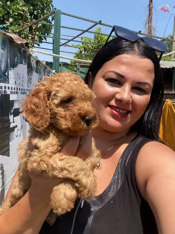 Saf Irk Orijinal Toy Poodle Yavrularımız