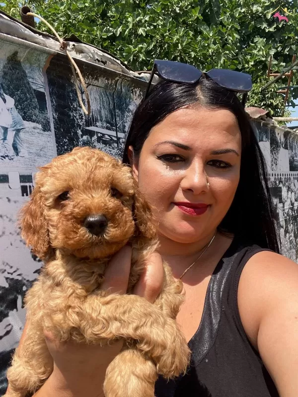 Saf Irk Orijinal Toy Poodle Yavrularımız