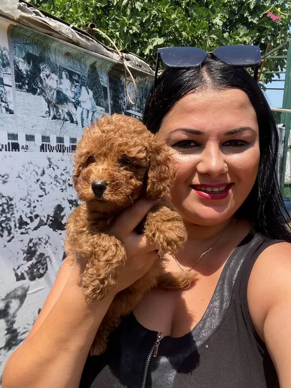 Saf Irk Orijinal Toy Poodle Yavrularımız
