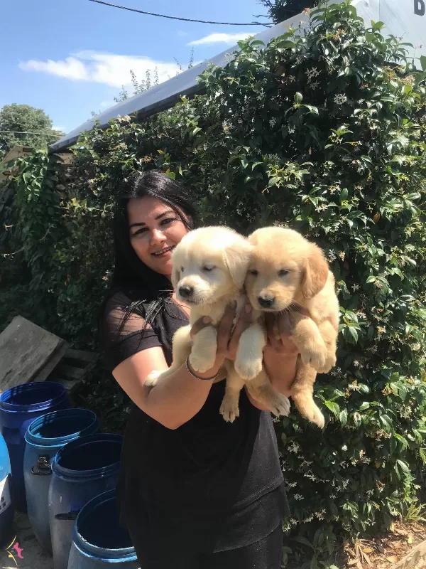 Babyface Golden Retriever Yavrularımız