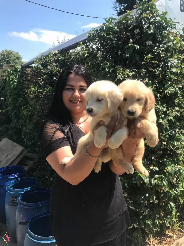 Babyface Golden Retriever Yavrularımız