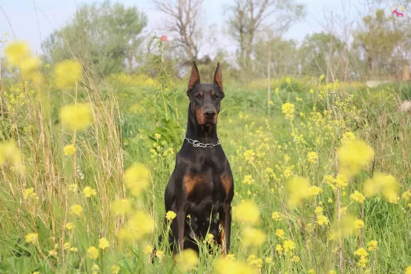 A Secereli Doberman Yavrular