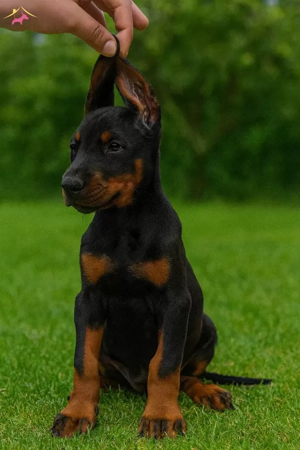 A Secereli Doberman Yavrular