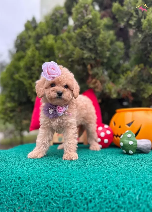 Suslu Kızlar Ve Yakısıklı Erkek Guzelleri Maltipoo Yavrular