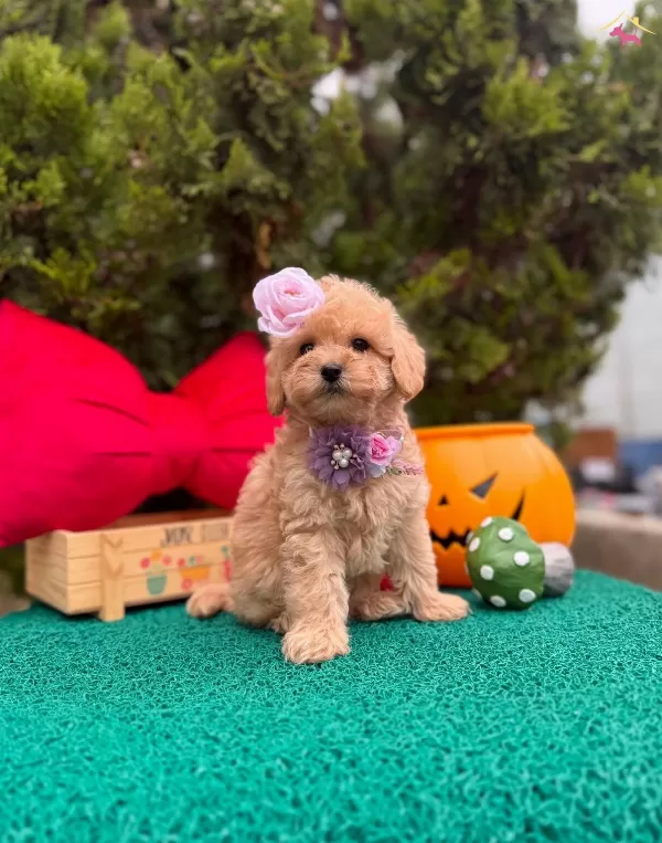 Suslu Kızlar Ve Yakısıklı Erkek Guzelleri Maltipoo Yavrular