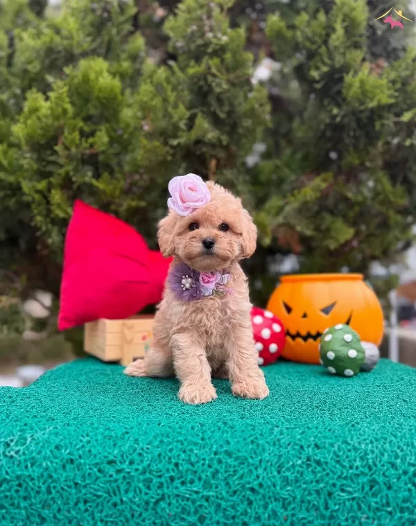 Suslu Kızlar Ve Yakısıklı Erkek Guzelleri Maltipoo Yavrular