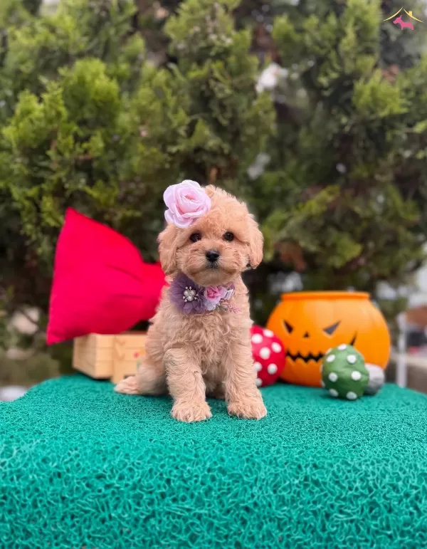 Suslu Kızlar Ve Yakısıklı Erkek Guzelleri Maltipoo Yavrular