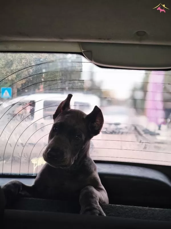 Iddia Ediyorum Irkının En Iyisi Hazır Estetikli Kapida Odeme