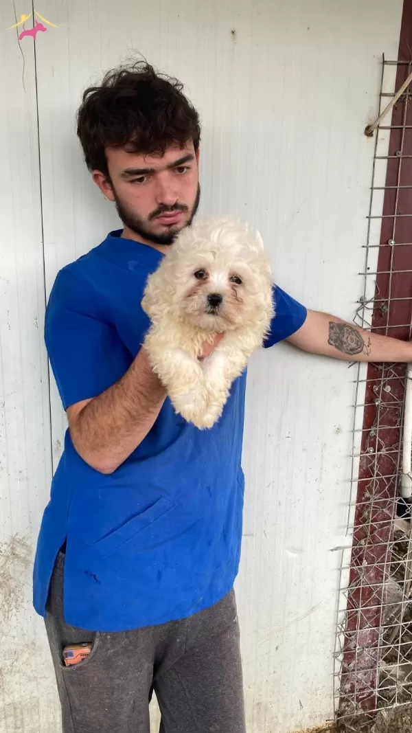 Beyaz Numara Maltese Terrier Yavrular