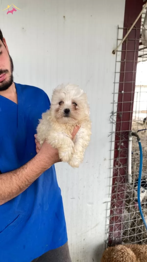 Beyaz Numara Maltese Terrier Yavrular