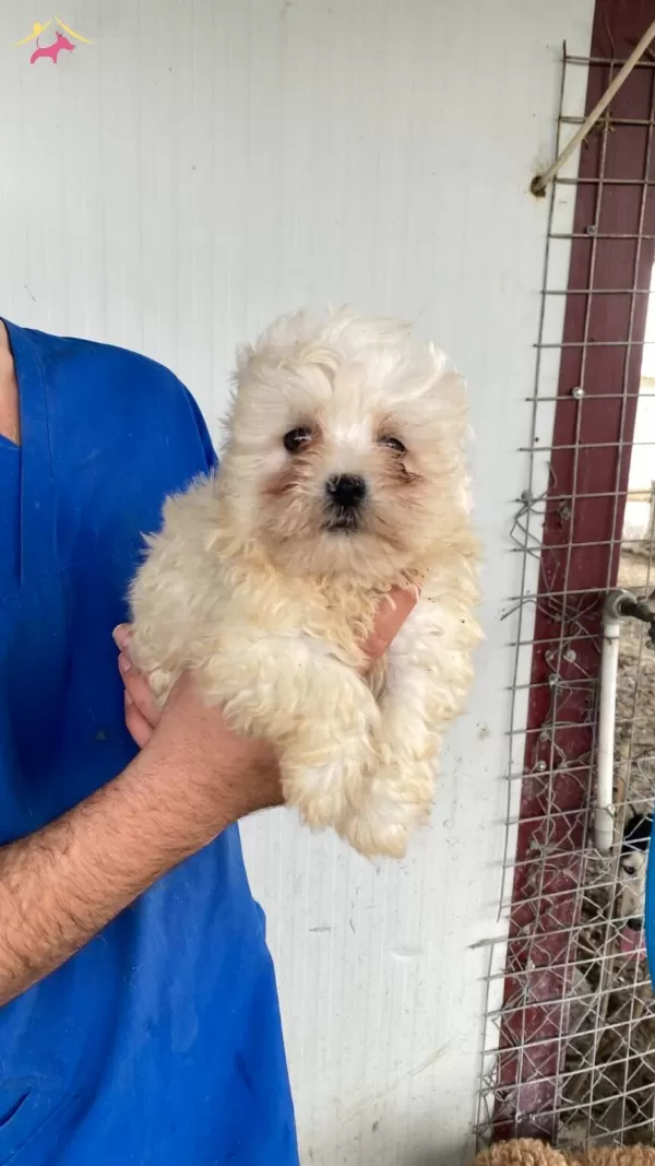 Beyaz Numara Maltese Terrier Yavrular