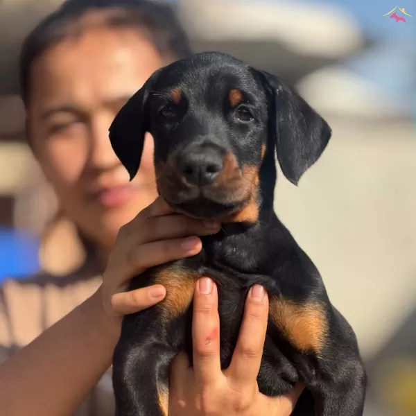 King Doberman Yavrularımız