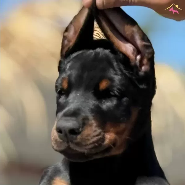 King Doberman Yavrularımız