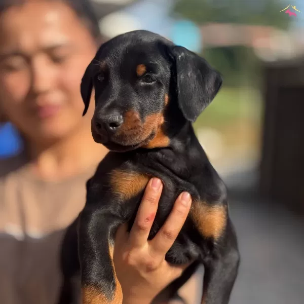 King Doberman Yavrularımız