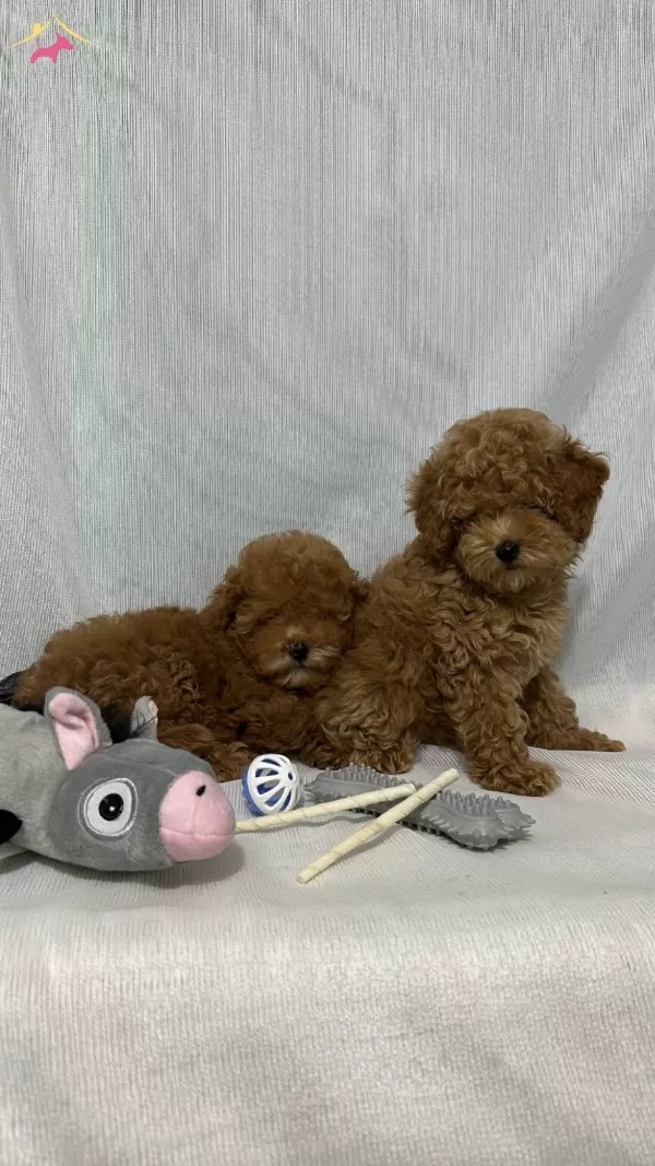 Kore Kan Toy Poodle Yavrular