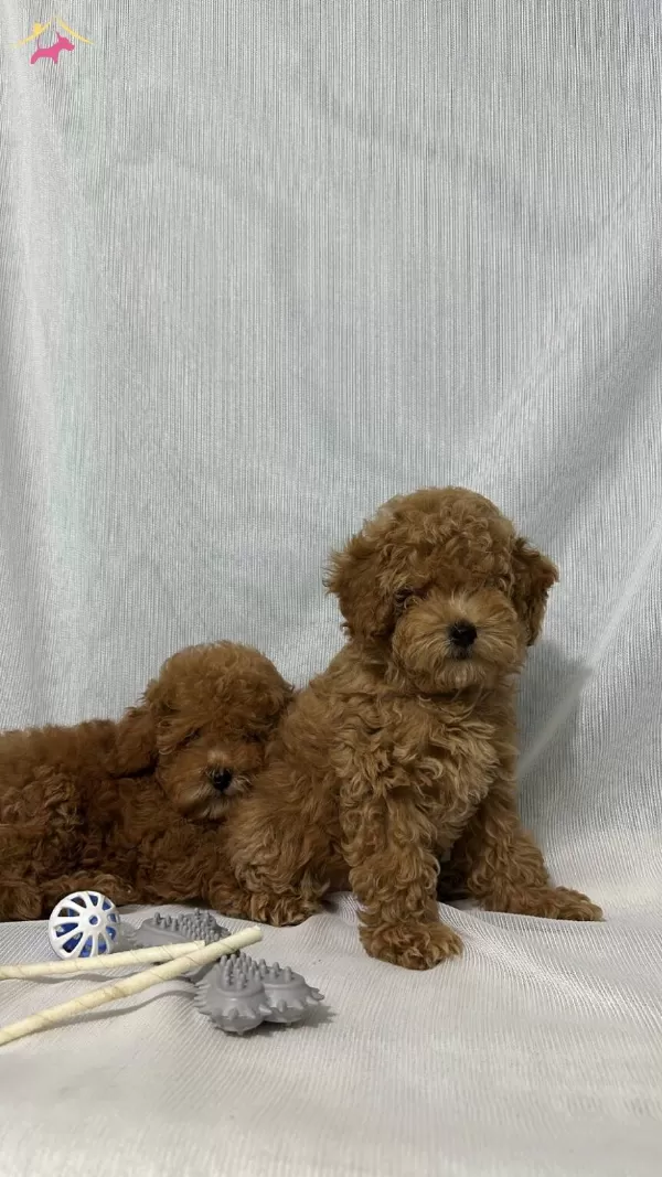 Kore Kan Toy Poodle Yavrular