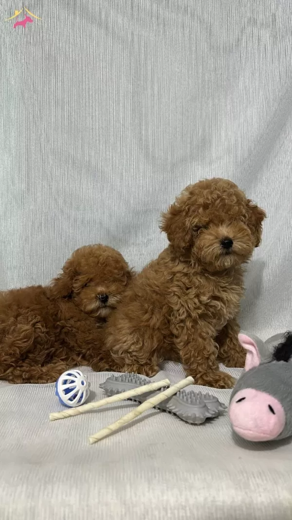 Kore Kan Toy Poodle Yavrular