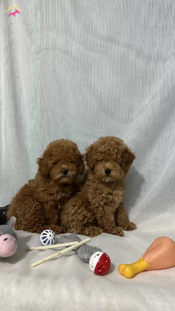 Kore Kan Toy Poodle Yavrular