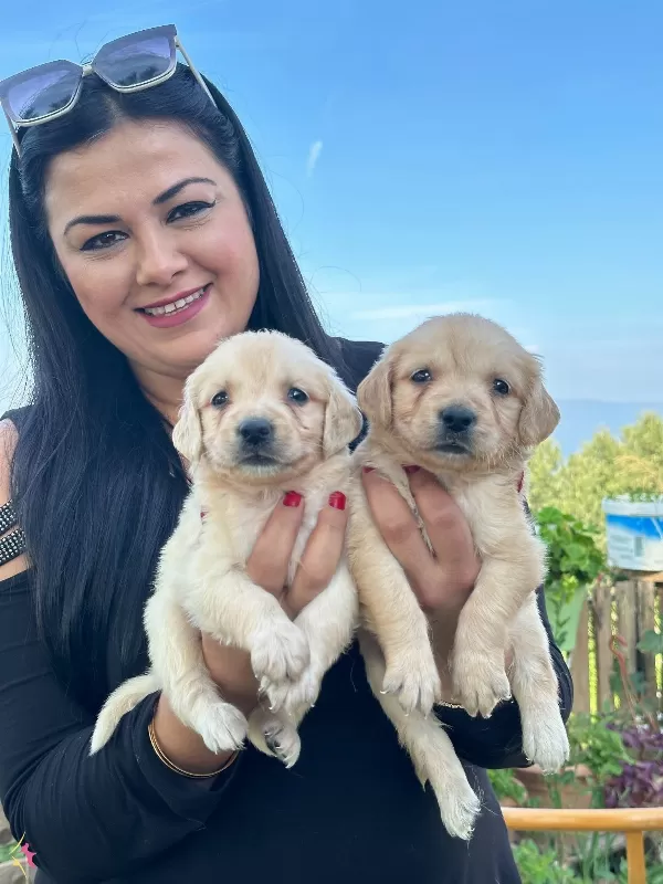 Safkan Golden Retriever Yavrularım
