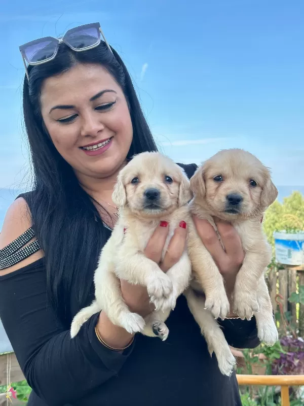 Safkan Golden Retriever Yavrularım