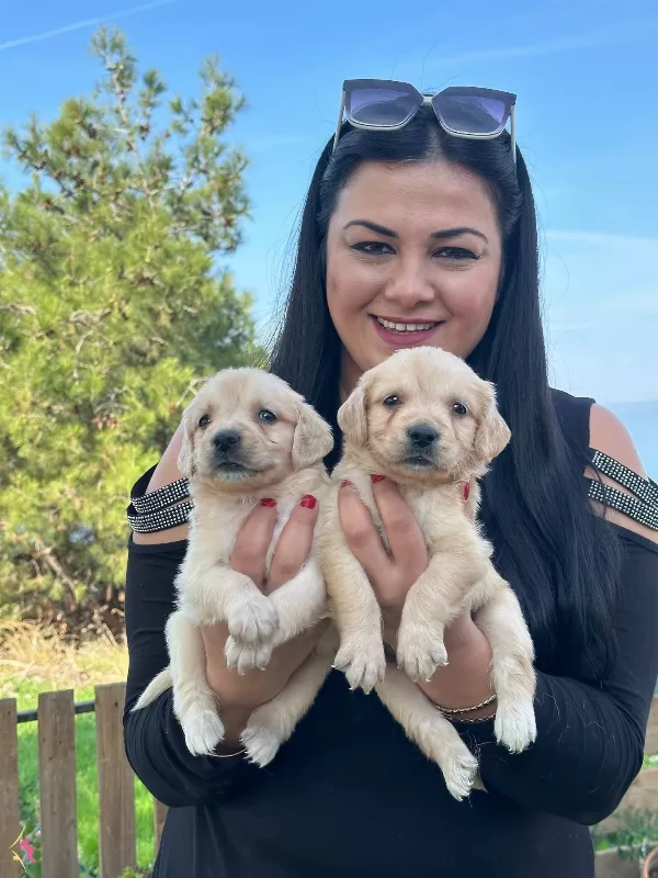 Safkan Golden Retriever Yavrularım