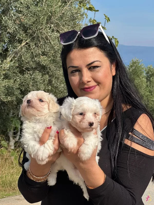 0numara Maltese Yavrularm