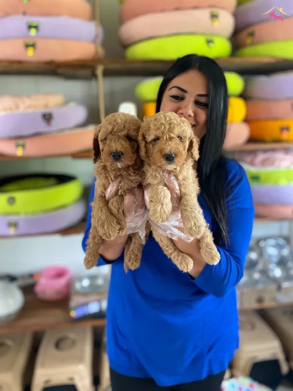 Safkan Toy Poodle Yavrularım