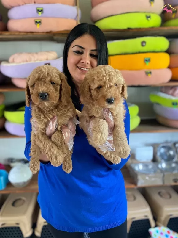Safkan Toy Poodle Yavrularım