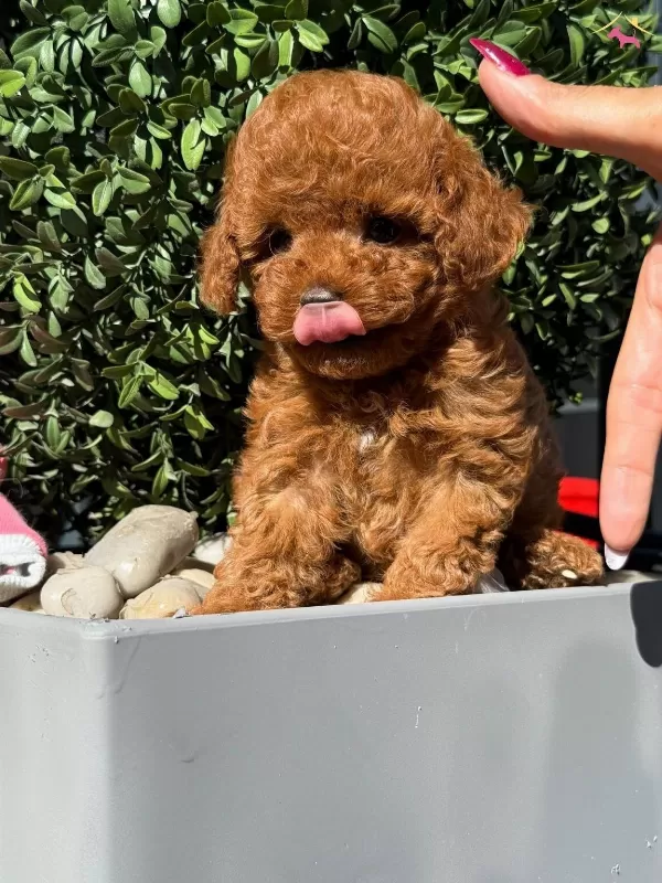 Muhteşem Kalitede Poodle Bebekler