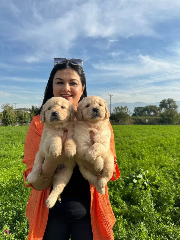 Baby Face Golden Retriever Yavrularımız