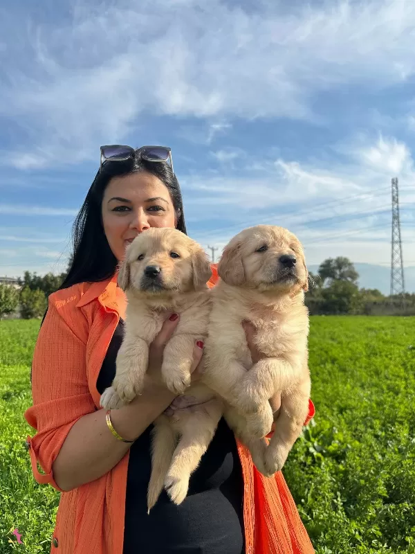 Baby Face Golden Retriever Yavrularımız