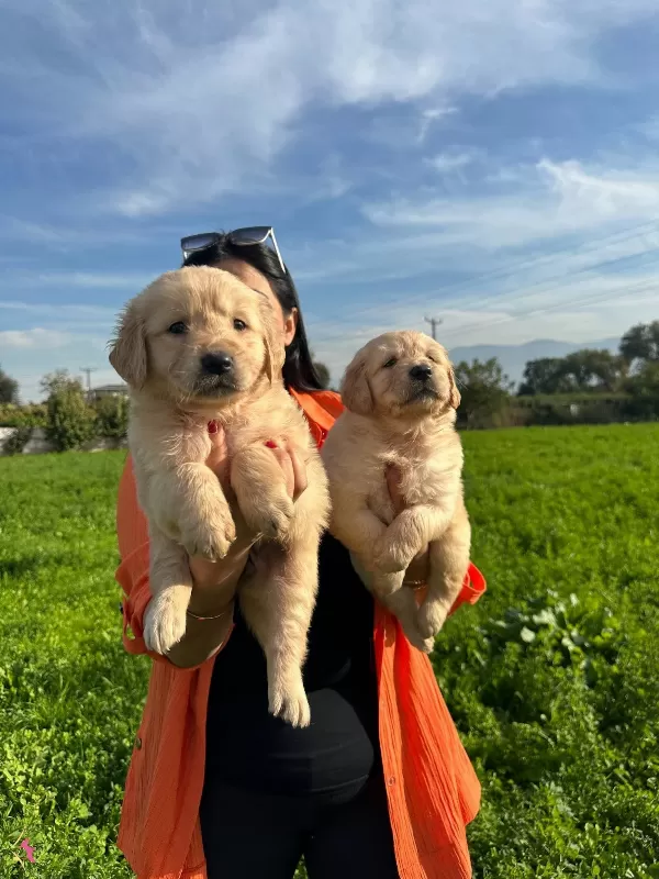 Baby Face Golden Retriever Yavrularımız