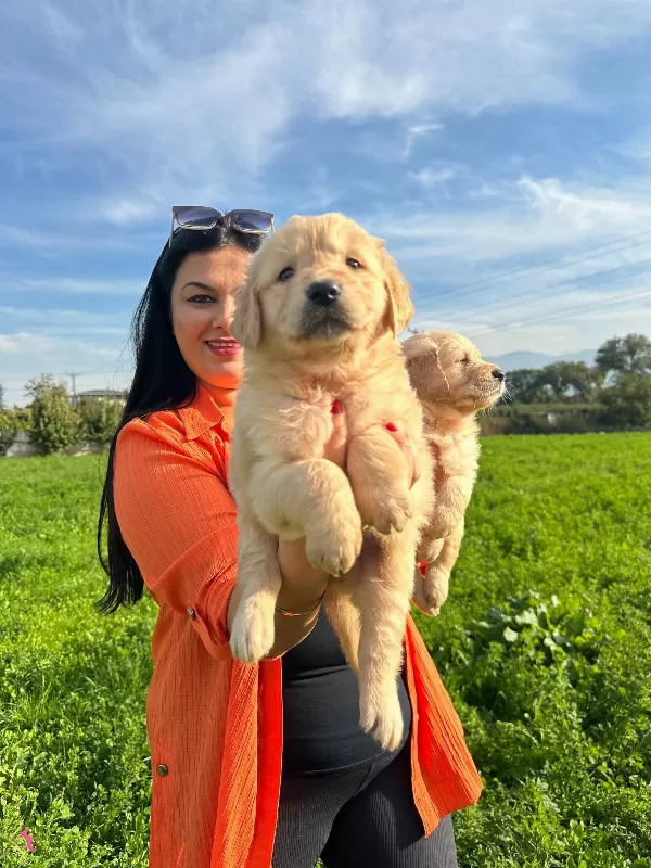 Baby Face Golden Retriever Yavrularımız