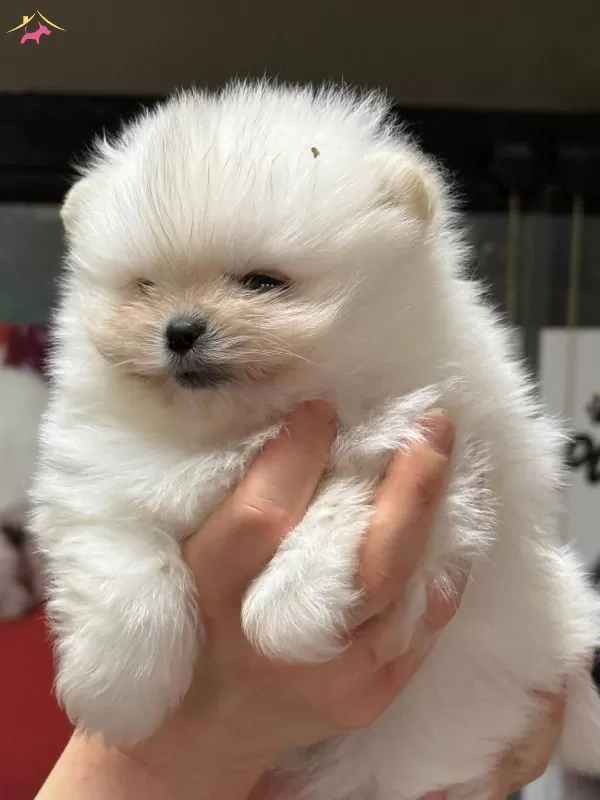 Teddy Bear Pomeranian Boo Bebekler