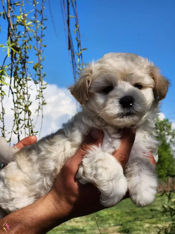 Baby Face Maltipoo Yavrular