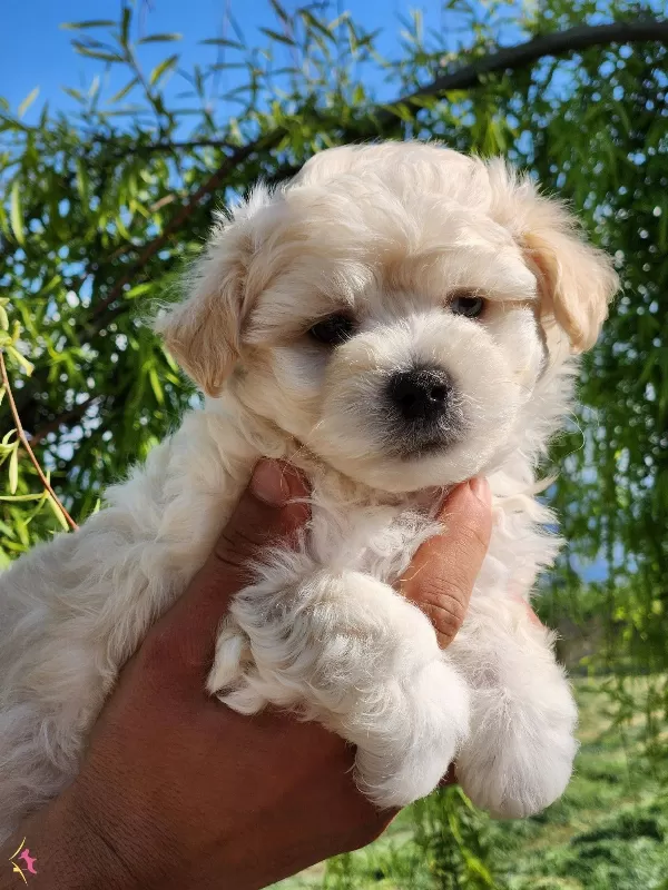Baby Face Maltipoo Yavrular