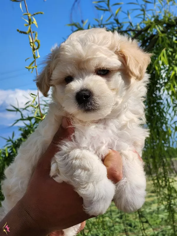Baby Face Maltipoo Yavrular