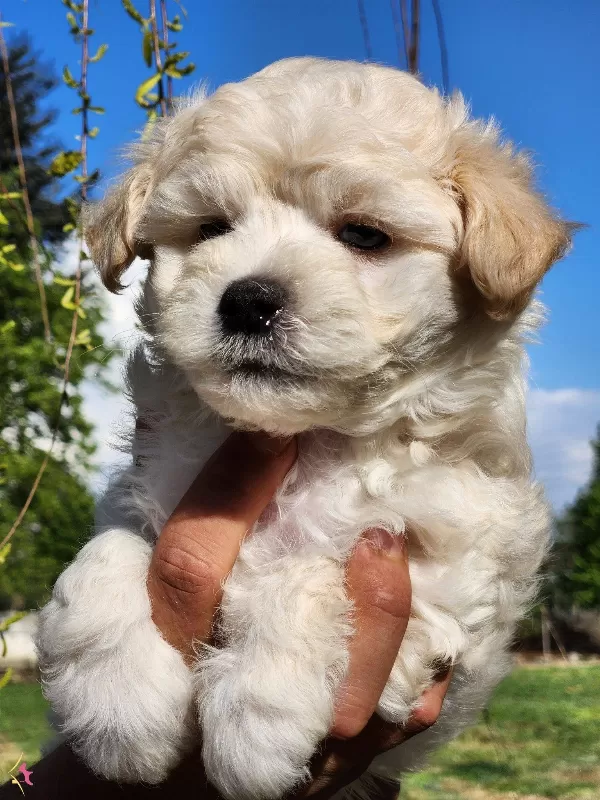 Baby Face Maltipoo Yavrular