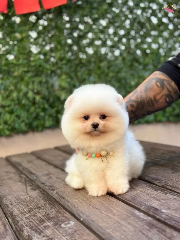 Oyuncu Pomeranian Boo Yavrular
