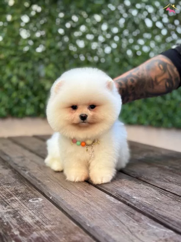 Oyuncu Pomeranian Boo Yavrular