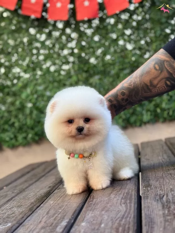 Oyuncu Pomeranian Boo Yavrular