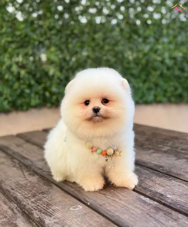 Oyuncu Pomeranian Boo Yavrular
