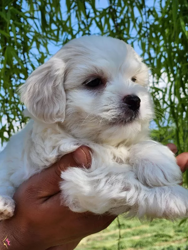 Numara Maltese Terrier Bebekler