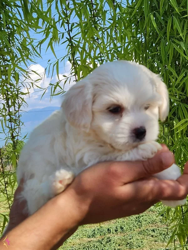 Numara Maltese Terrier Bebekler