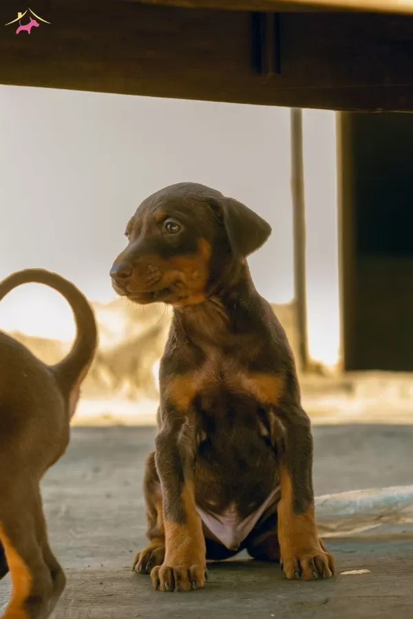 King Doberman Bebeklerimiz