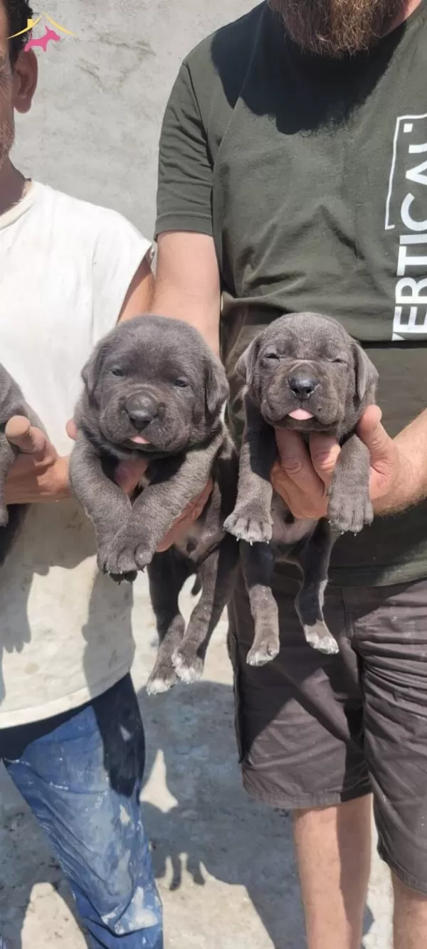 Iri Kafa Cane Corso Bebekler