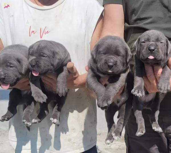 Iri Kafa Cane Corso Bebekler