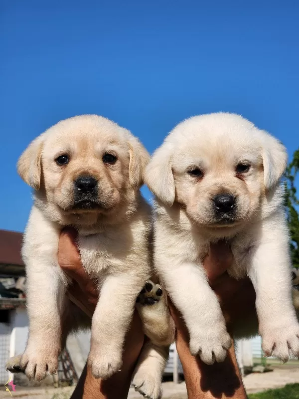 A Kalite Labrador Bebekleri