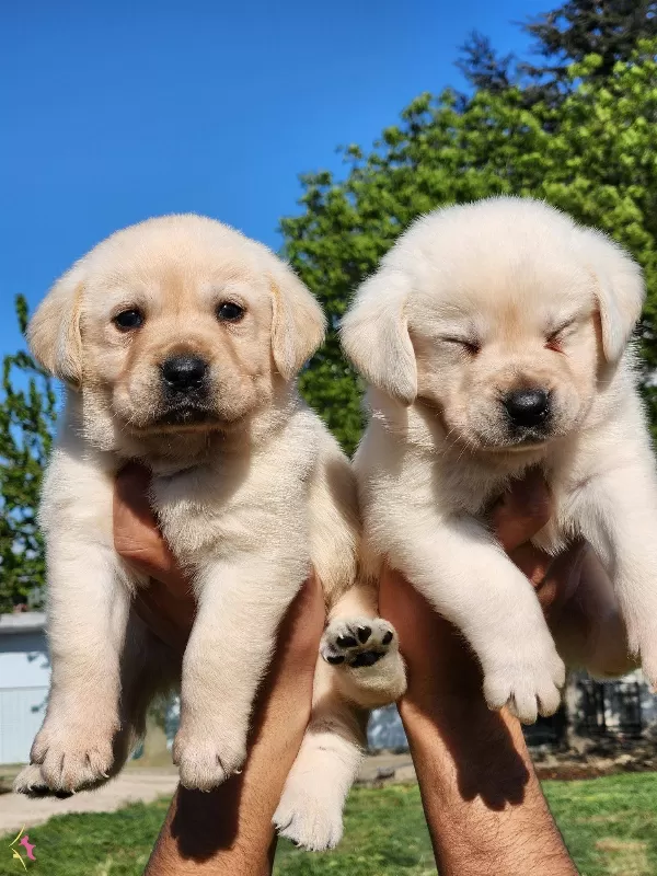 A Kalite Labrador Bebekleri