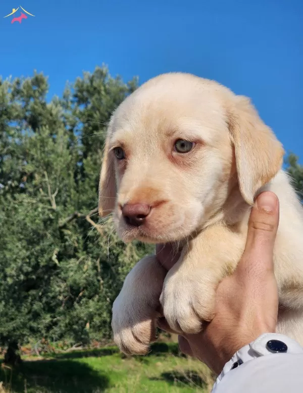 Safkan Labrador Bebekleri